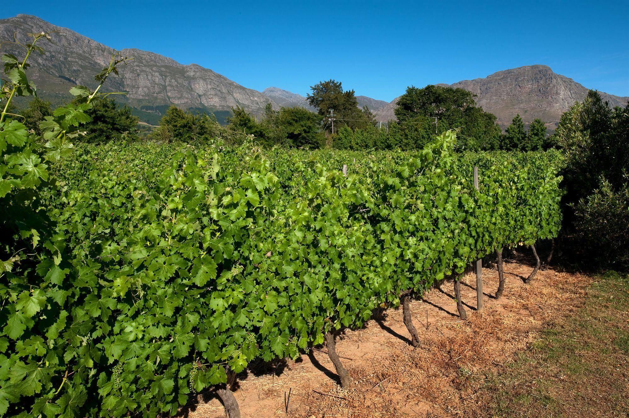 La Galiniere Guest Cottages Franschhoek Dış mekan fotoğraf